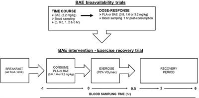 Consumption of an Anthocyanin-Rich Extract Made From New Zealand Blackcurrants Prior to Exercise May Assist Recovery From Oxidative Stress and Maintains Circulating Neutrophil Function: A Pilot Study